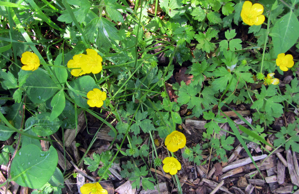 Från de Vilda Blommornas Dag i Kofsa – Karlshamn