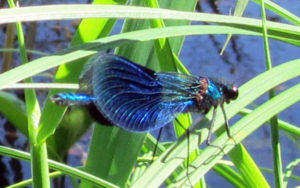 Blå jungfruslända hane (Calypteryx virgo)